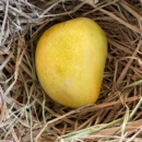 Alphonso or Salem Gundu Mango (1KG)