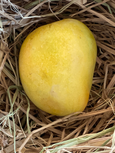 Alphonso or Salem Gundu Mango (1KG)