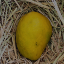 Imampasand Mango (1KG)