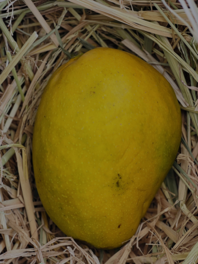 Imampasand Mango (1KG)
