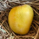 Premium Alphonso or Salem Gundu Mango (1KG)