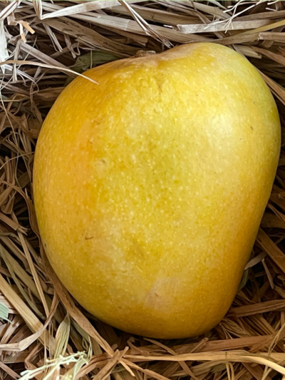 Premium Alphonso or Salem Gundu Mango (1KG)