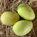 Premium Imampasand Mango (10KG)
