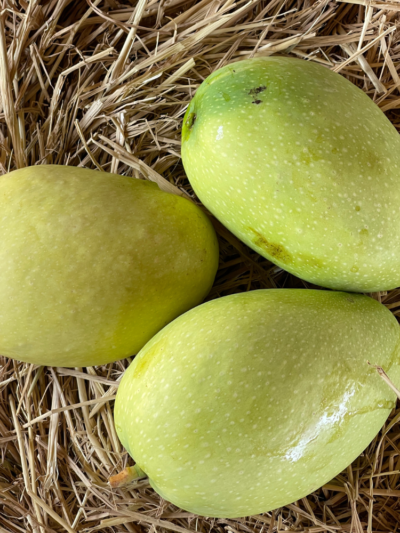 Premium Imampasand Mango (10KG)