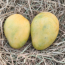 Banganapalli Mango (1KG)
