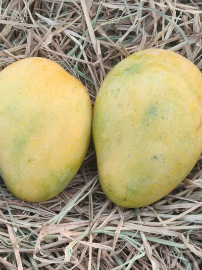 Banganapalli Mango (1KG)