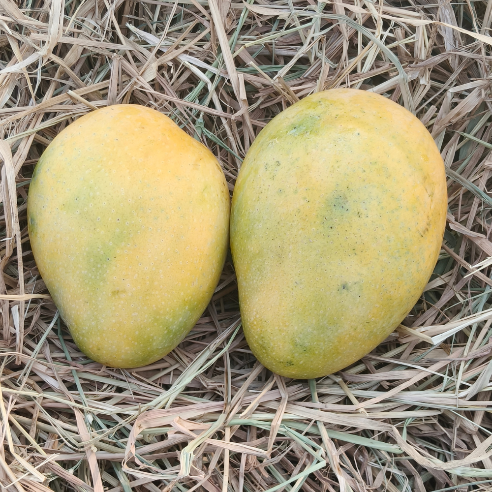 Banganapalli Mango (1KG)
