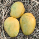 Premium Banganapalli Mango (1KG)