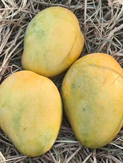 Premium Banganapalli Mango (1KG)