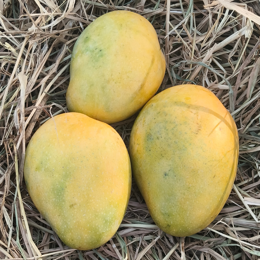 Premium Banganapalli Mango (1KG)