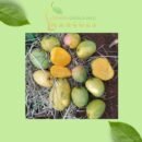 Combo Pack Mango