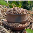 Horse Gram / Kollu