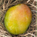 Nadusalai and Pether Mango (1KG)