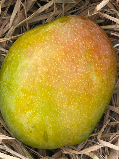 Nadusalai and Pether Mango (1KG)