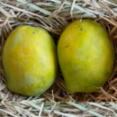 Salem Bangalora Mango / Bengalura Mango (1KG)