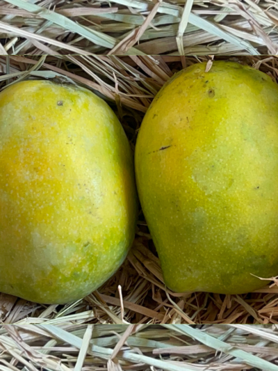 Salem Bangalora Mango / Bengalura Mango (1KG)
