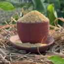 Kodo Millet and Varagu