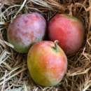 Sendura Mango (1KG)