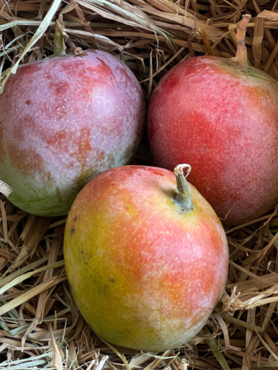 Sendura Mango (1KG)