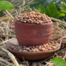 Red Cow Eyed Peas / Thatta Payar