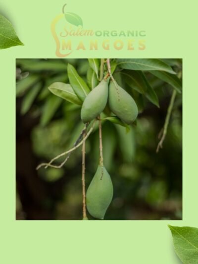 Vadu Mango and Kilimooku Vadu Mango (1KG)