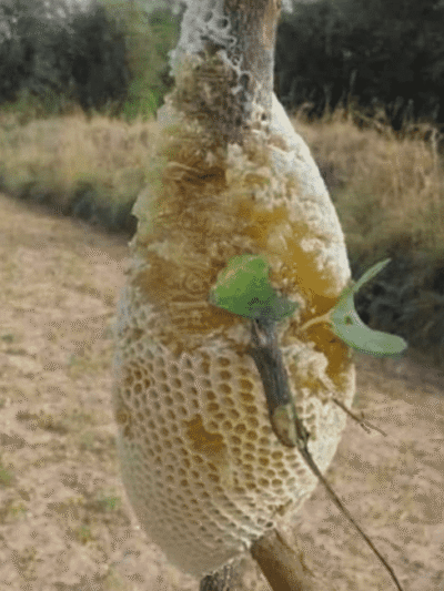 Adai Honey (honeycomb)
